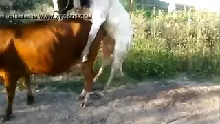 كس تمتد مضحك مدبوغ